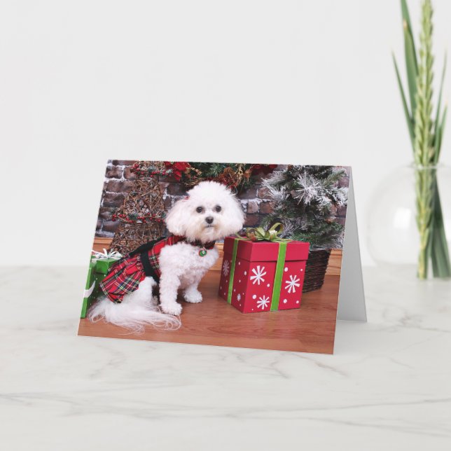 Christmas - Bichon Frise - Mia Holiday Card (Front)