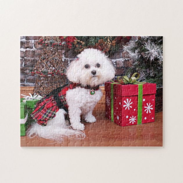 bichon christmas