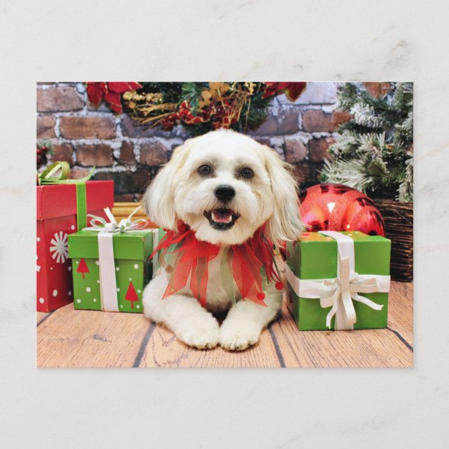 Christmas - Bichon X - Bella Holiday Postcard (Front)