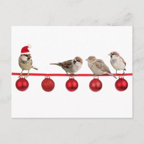 Christmas birds sparrows holiday postcard