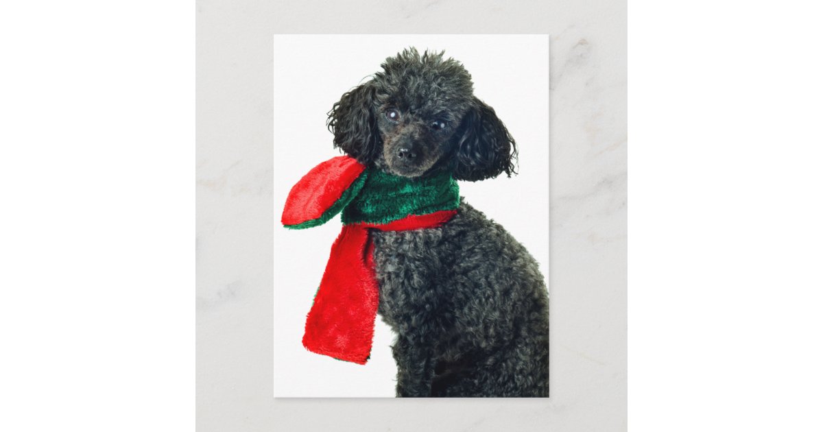 Christmas Black Toy Poodle Dog Reindeer Red Scarf Holiday Postcard Zazzle Com