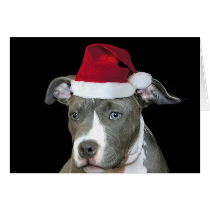 Christmas blue pitbull puppy greeting card