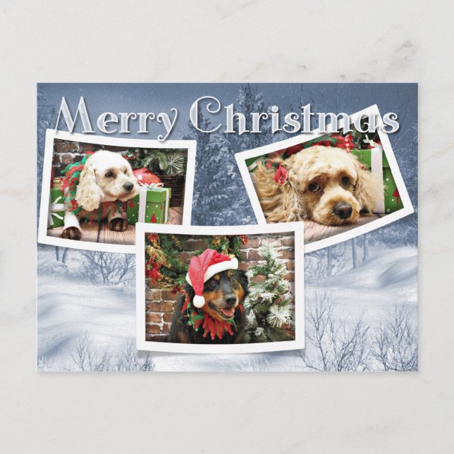 Christmas - Border Collie - Cockapoo Holiday Postcard (Front)
