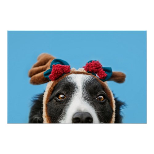 Christmas Border Collie Poster