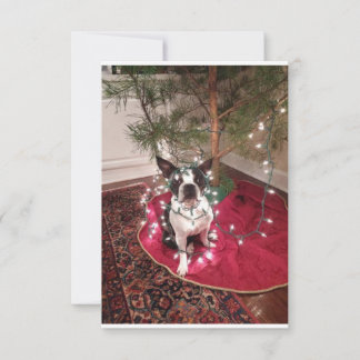 Christmas Boston Terrier Dolly card