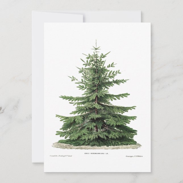 Christmas Botanical Pine Tree Greeting Card (Front)