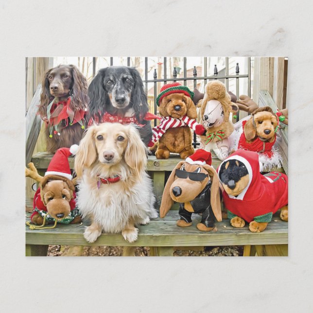 Christmas brings the whole family together holiday postcard (Front)
