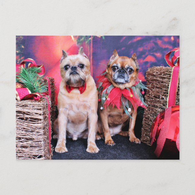 Christmas - Brussels Griffon - Marv and Marge Holiday Postcard (Front)