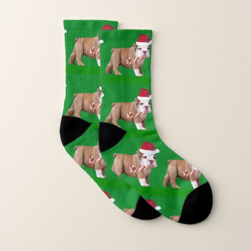 Christmas Bulldog puppy socks