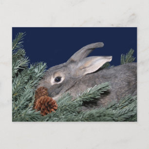 Christmas bunny holiday postcard
