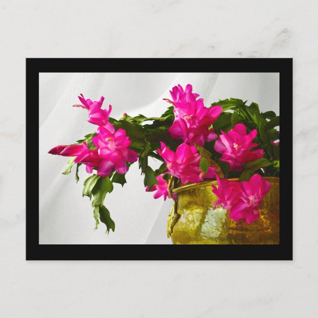 Christmas Cactus Closeup Holiday Postcard (Front)