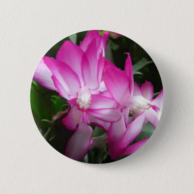 Christmas Cactus Flowers Button (Front)