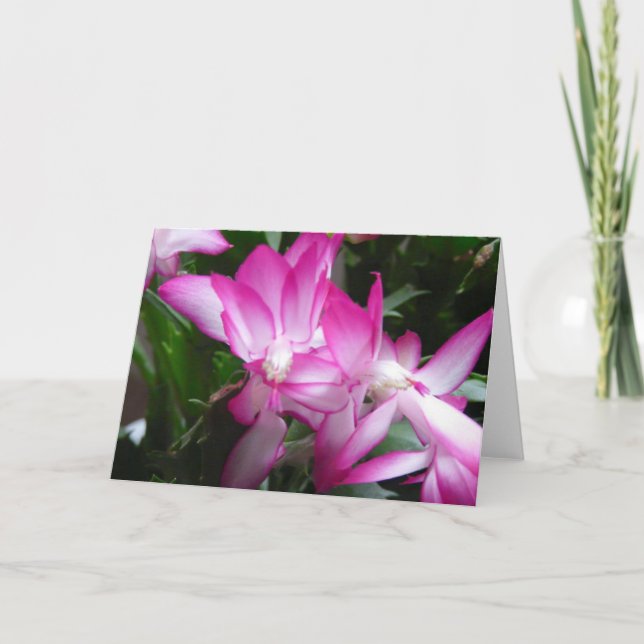 Christmas Cactus Flowers Card (Front)