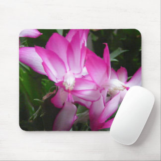 Christmas Cactus Flowers Photo Mouse Pad
