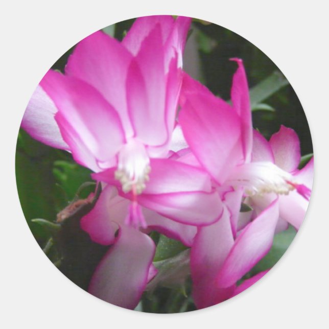 Christmas Cactus Flowers Sticker (Front)