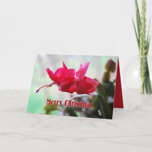 Christmas Cactus Merry Christmas Holiday Card