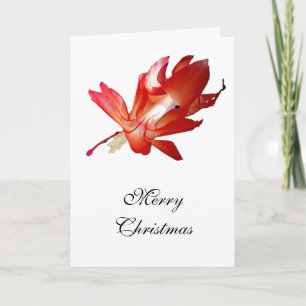 Christmas Cactus Merry Christmas Series Holiday Card