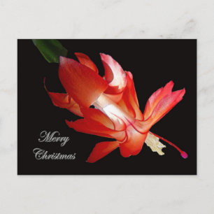 Christmas Cactus Merry Christmas Series Holiday Postcard