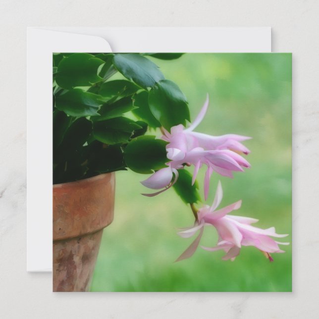 Christmas Cactus Orchid Flower Art Note Card (Front)