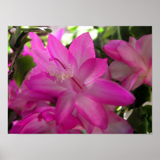 Christmas Cactus Photo Poster/Print Poster