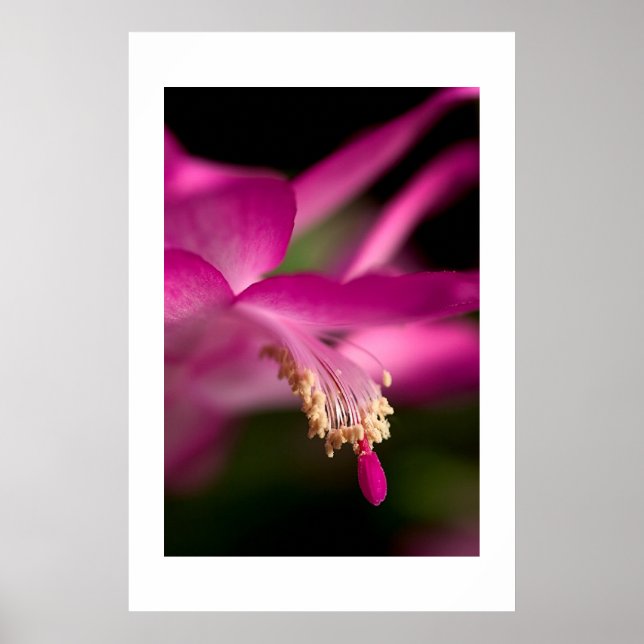 Christmas Cactus Poster (Front)