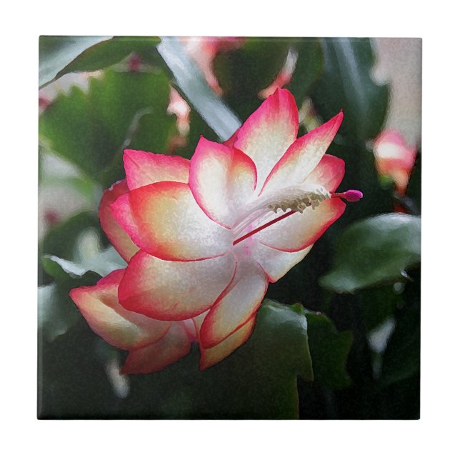 Christmas Cactus 'Samba Brazil' Tile (Front)