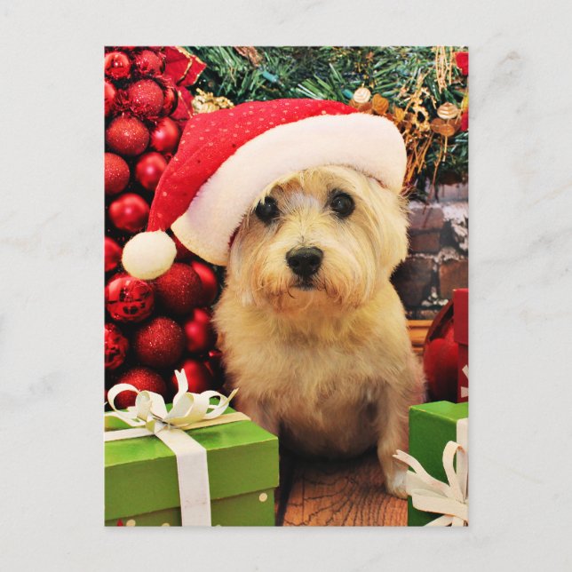 Christmas - Cairn Terrier - Roxy Holiday Postcard (Front)
