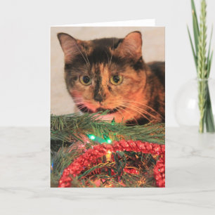 Christmas Calico, Cat likes lights! blank notes