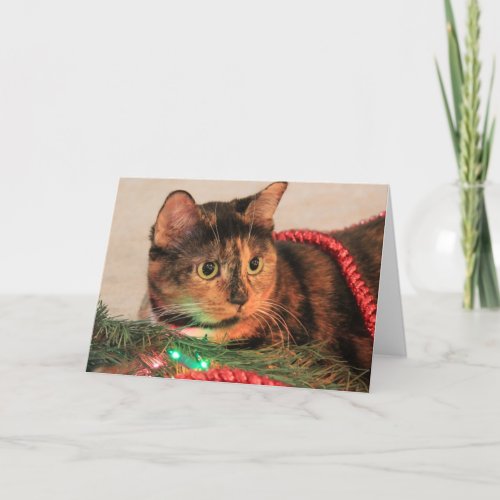 Christmas Calico Cat likes lights blank notes