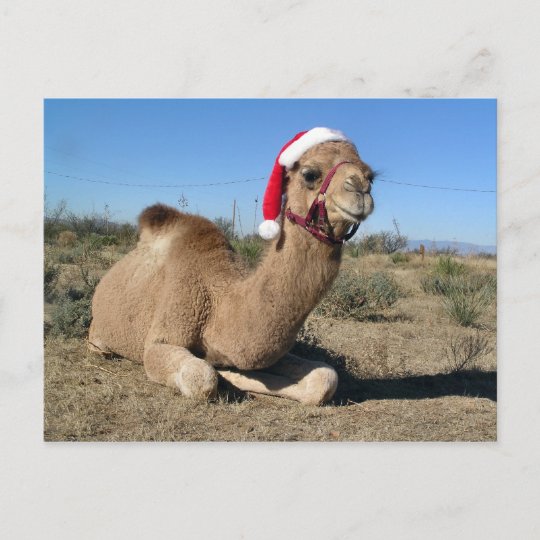 Christmas Camel Postcard 2053