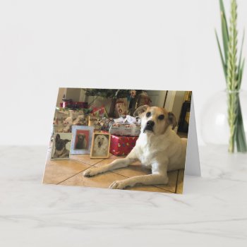 Christmas Card  Dog With Family Photos Holiday Card by PlaxtonDesigns at Zazzle
