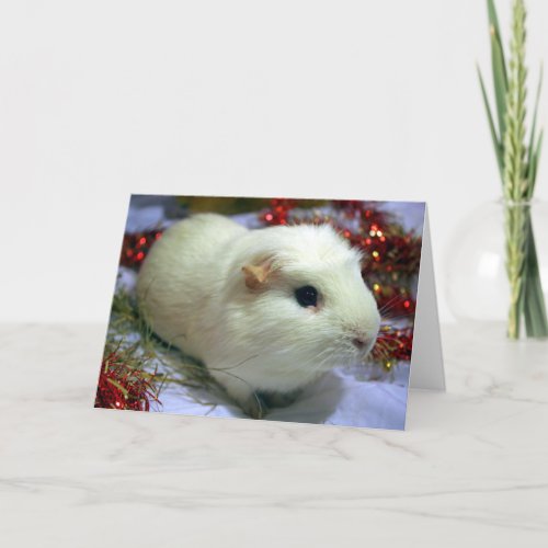 Christmas card guinea pig