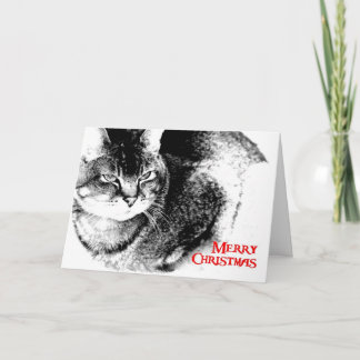 Christmas Card - Half-Burmese Cat