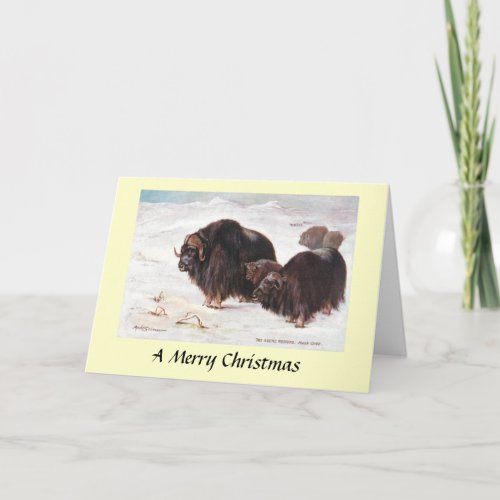 Christmas Card _ Musk Oxen