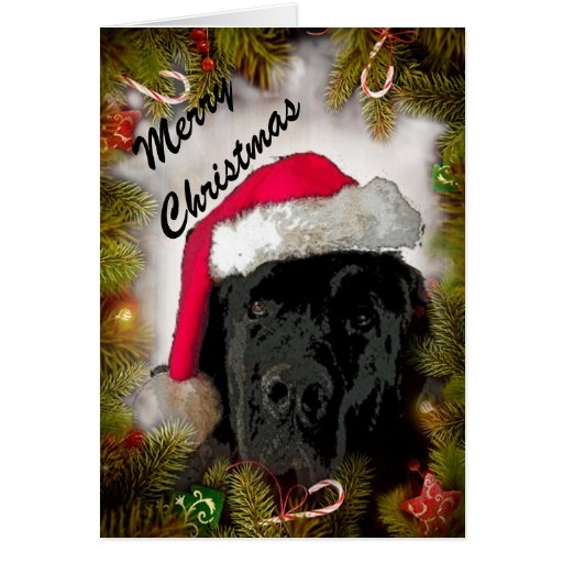 Christmas Card ~ Newfoundland Dog | Zazzle