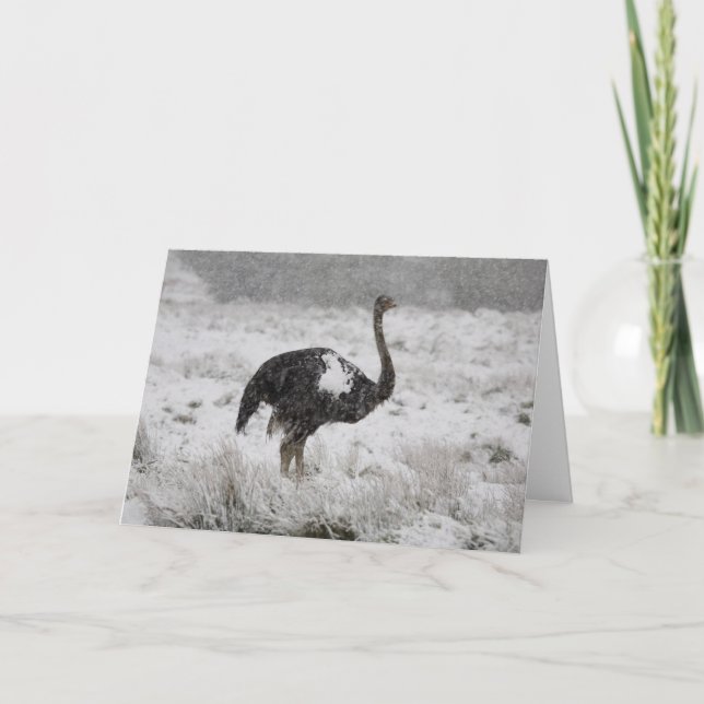 Christmas card - ostrich (Front)
