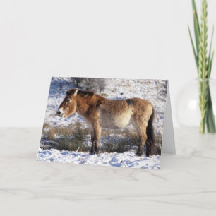 Christmas card - Przewalski horse 6