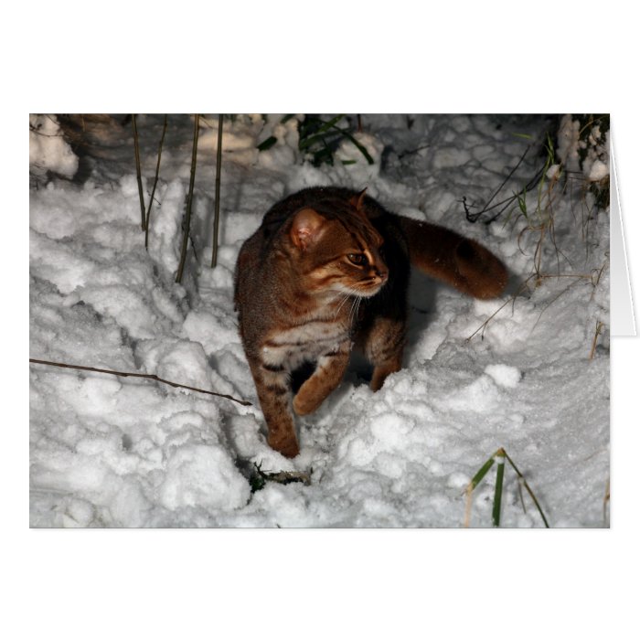 Christmas card   Rusty spotted cat
