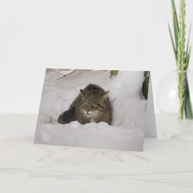 Christmas card - Scottish wildcat (Front)