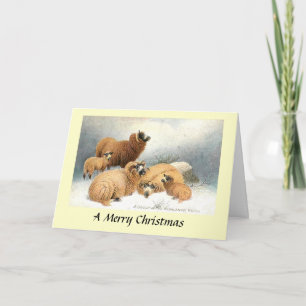 Christmas Card - Sheep in the Highlands