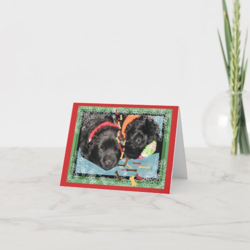 Christmas CardSleeping Newf pups Holiday Card