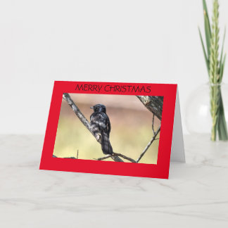 CHRISTMAS CARD WILLIE WAGTAIL AUSTRALIA
