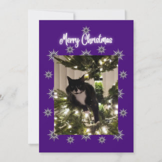 Christmas card wit tuxedo cat on the tree.
