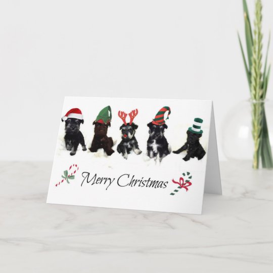 Christmas Card with Schnauzer Puppies | Zazzle.com