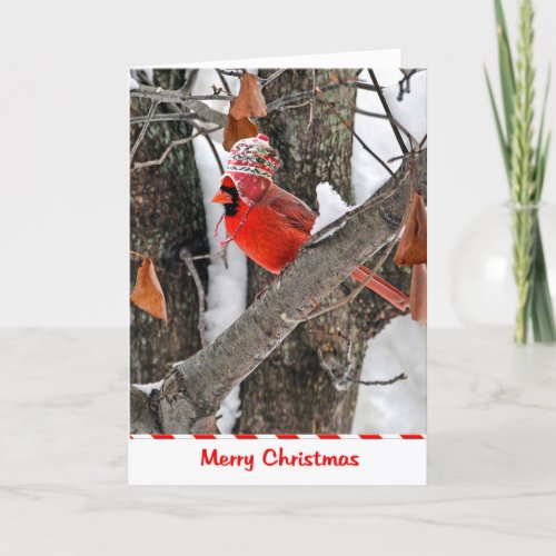 Christmas Cardinal Holiday Card