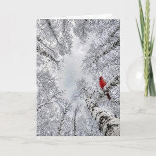 Christmas Cardinal In a Winter White Birch Forest Card