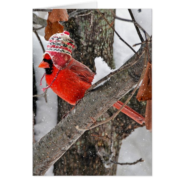 Christmas Cardinal with Stocking Cap Cards (Front)