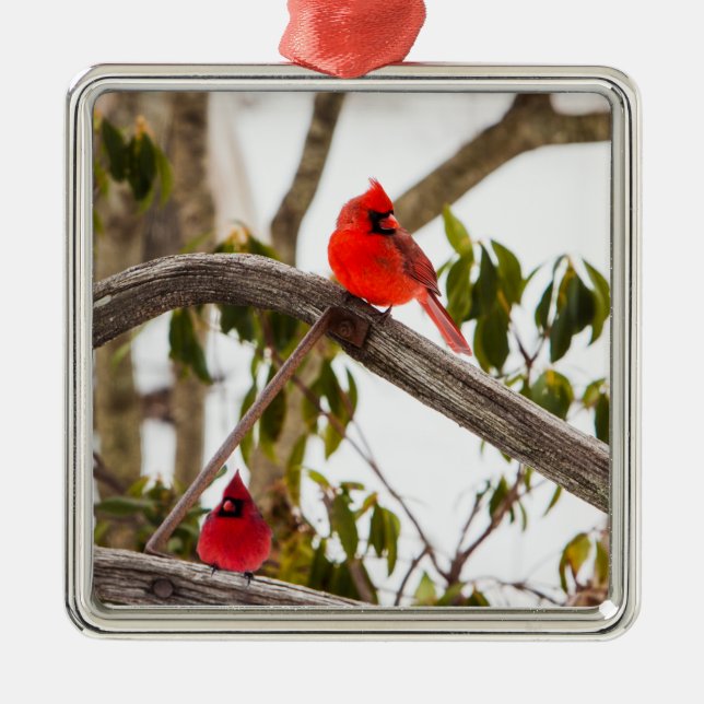 Christmas Cardinals Scene Metal Ornament (Front)