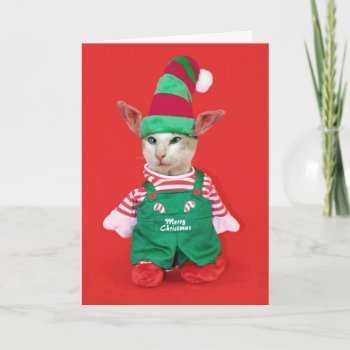 Christmas Cat Elf Holiday Card by knichols1109 at Zazzle