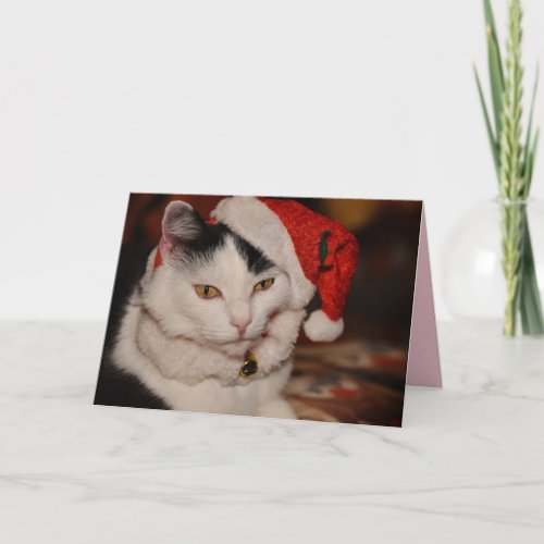 Christmas cat greeting card